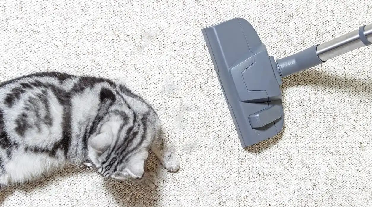 Köpek ve Çocuklu Evler İçin En Uygun Robot Süpürge ve Paspal Seçenekleri