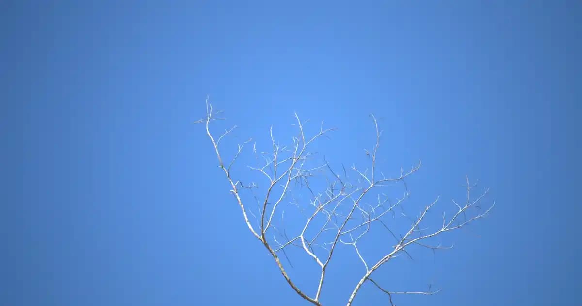 A4 Tech X7 Mouse Özellikleri ve Kullanım Alanları Hakkında Kapsamlı Bilgi