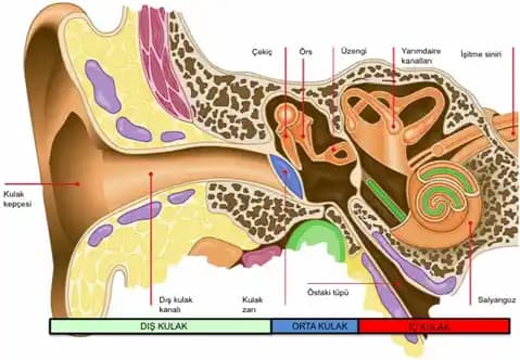 Tek Kulak İşitme Kaybı İçin Mono Ses Ayarları ve Kemik İletimi Teknolojisi