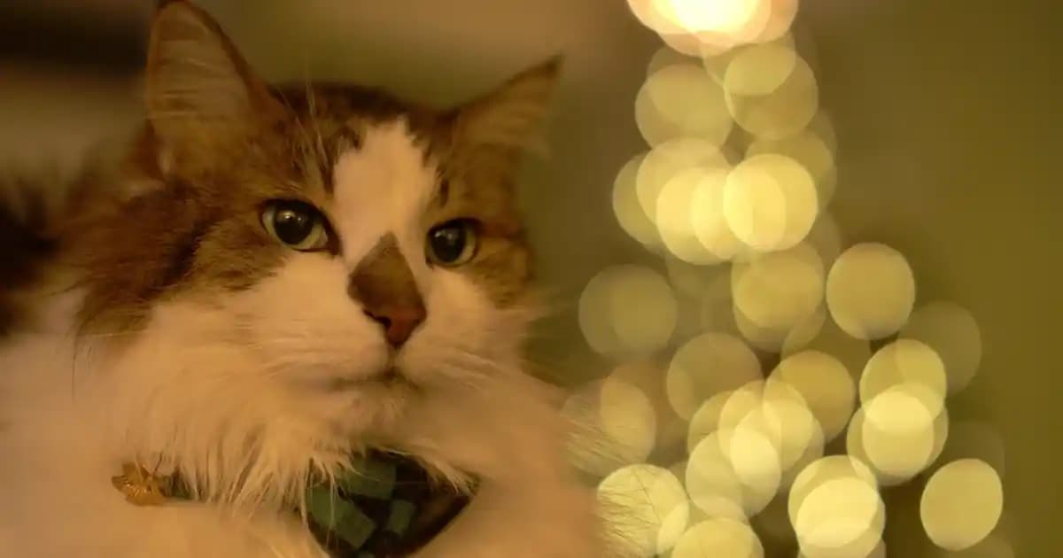 Elektronik Dünyasında Kalp Klavye ve Sembolleri: Sevgi ve Duyguları İfade Etmenin Yolları