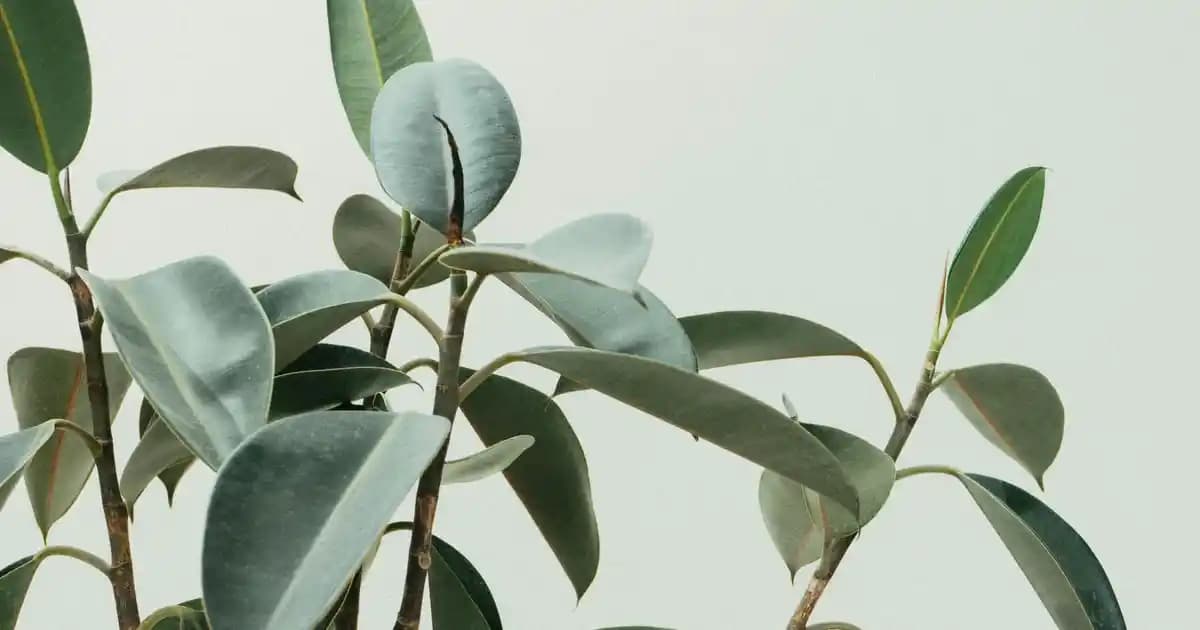 Instagram Giriş Linki ve Güvenli Kullanım Rehberi 2024