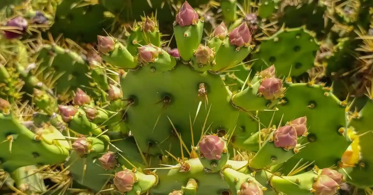 Redmi’nin 2024 En Yeni Telefon Modelleri ve Özellikleri Hakkında Güncel Bilgiler