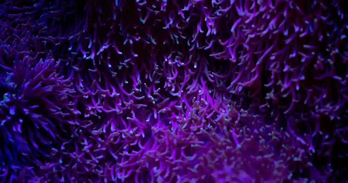 2025'te Yunanistan Elektronik Marketlerinde Keşfedilmemiş Fırsatlar