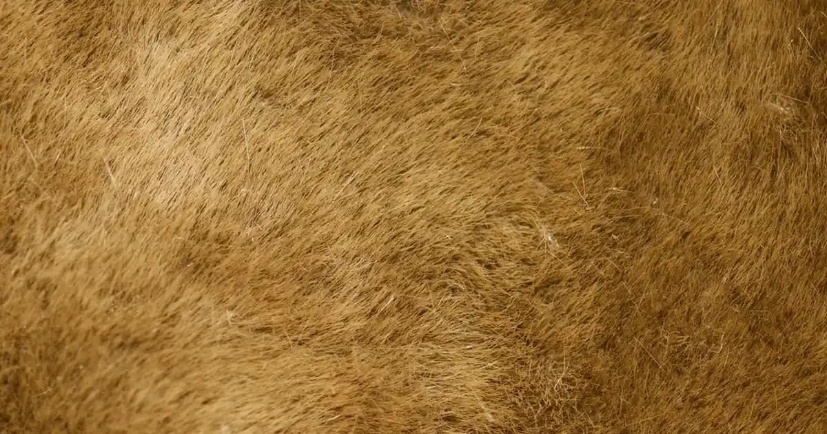 iPhone 13 ve 14 için Kamera Koruyucu Seçerken Dikkat Edilmesi Gerekenler