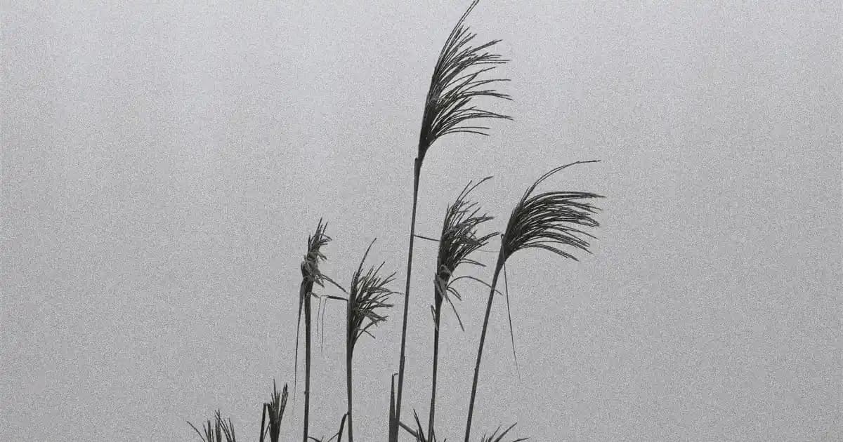 iPhone Satın Alma Rehberi: Model Seçimi ve Dikkat Edilmesi Gerekenler