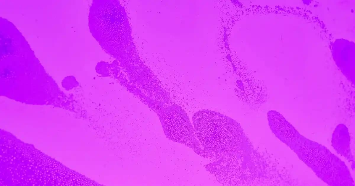 iPhone ve PC ile Uyumlu Taşınabilir Bellekler: Veri Transferi ve Yedekleme Çözümleri