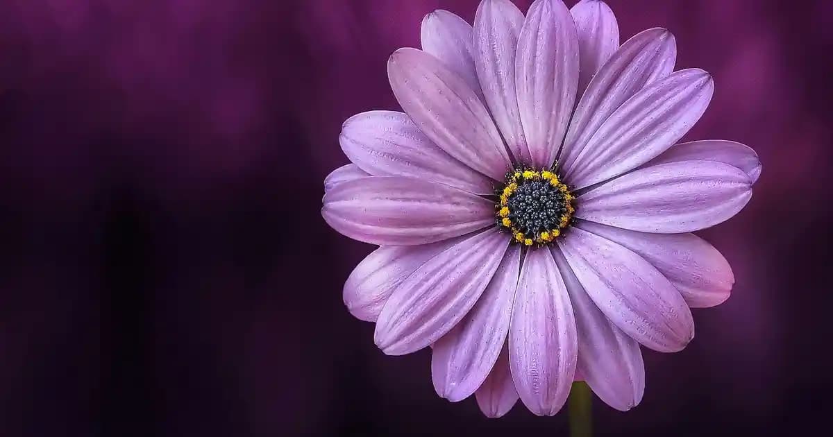 LeCoO WS202 Ergonomik Kablosuz Optik Mouse: Konfor ve Performansı Bir Arada Sunar