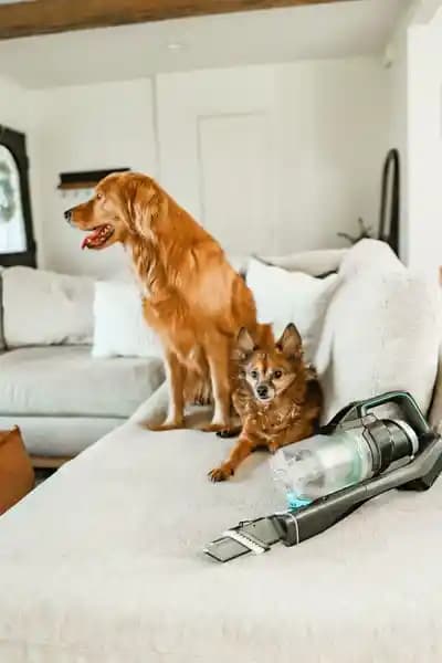 Miele Blizzard CX1 Cat & Dog: Evcil Hayvan Tüyleri ve Alerjenlerle Mücadele İçin Güçlü Elektrikli Süpürge
