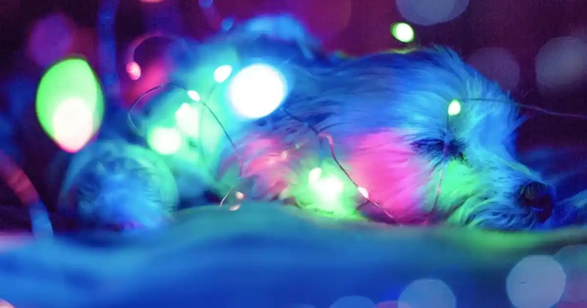 Samsung ve Xiaomi Akıllı Telefonlar: Özellikler ve Pazar Konumları Analizi