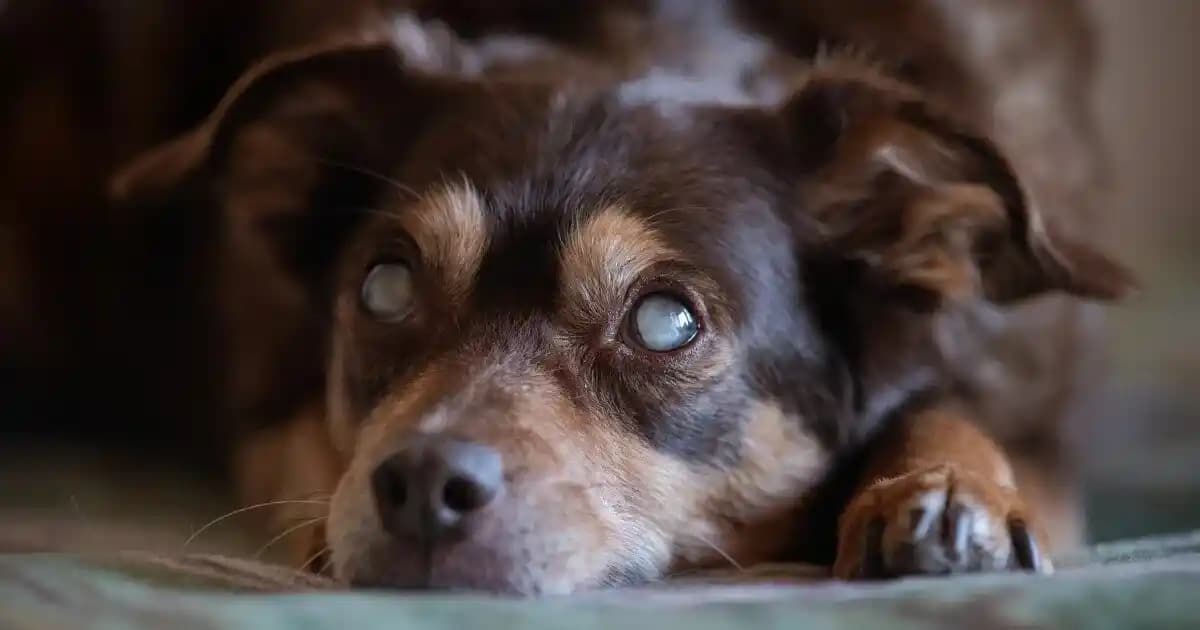 Görme Engelli Köpekler İçin Titreşimli Yelek Sistemi ve Alternatif Navigasyon Yöntemleri