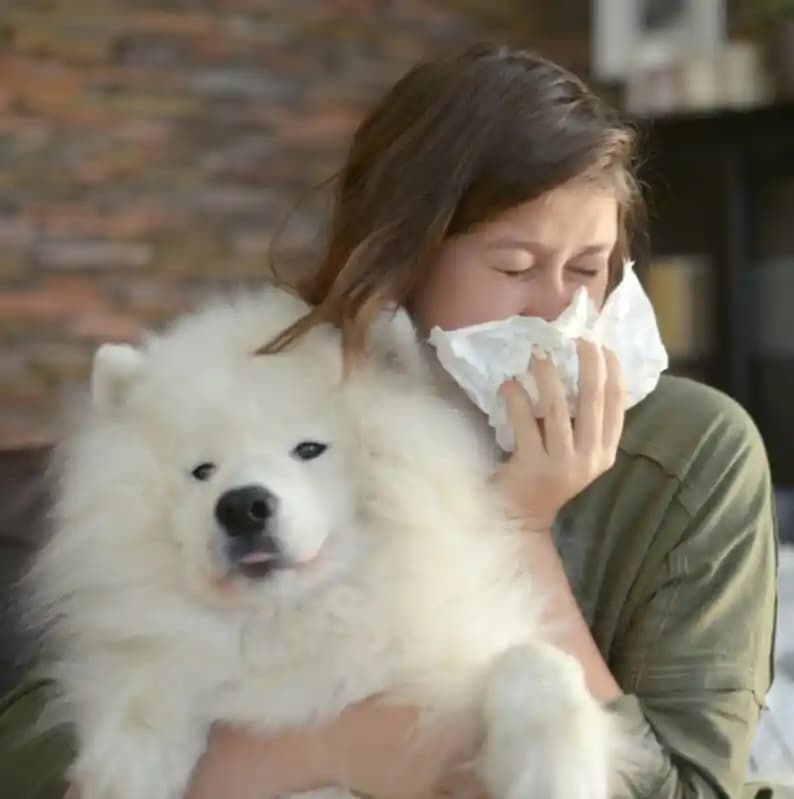 Köpek Tüyü Alerjisi İçin Medikal Kalitede Hava Temizleyici Seçim Kriterleri ve Kullanım Önerileri