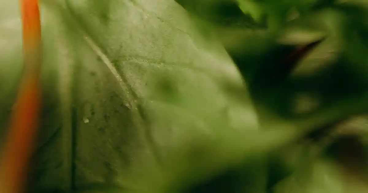 Robot Süpürge Seçiminde Kamera, Fırça ve Eşik Geçiş Özelliklerinin Rolü ve Performans Analizi