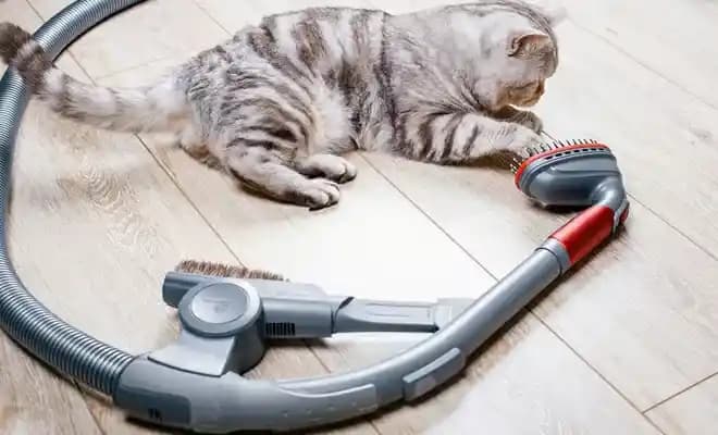 Sebo E3 Elektrikli Süpürge İncelemesi: Evcil Hayvan Sahipleri İçin Performans ve Aparat Seçenekleri