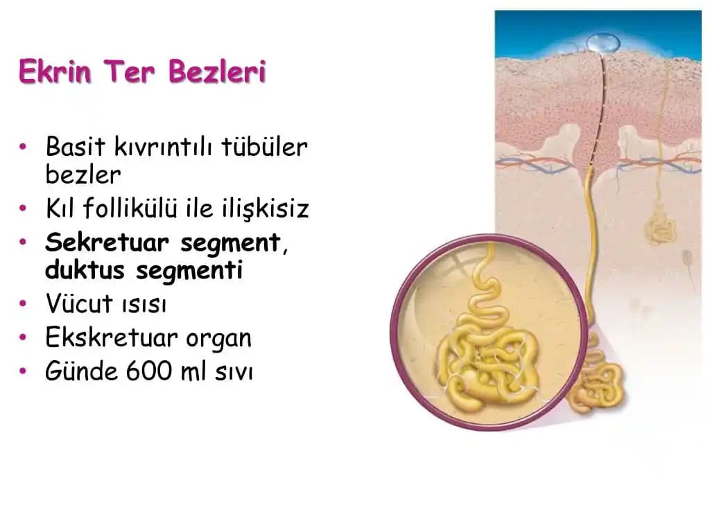 Vücut Kokularını Gidermede Etkili Hava Temizleyiciler ve Kişisel Hijyen Çözümleri