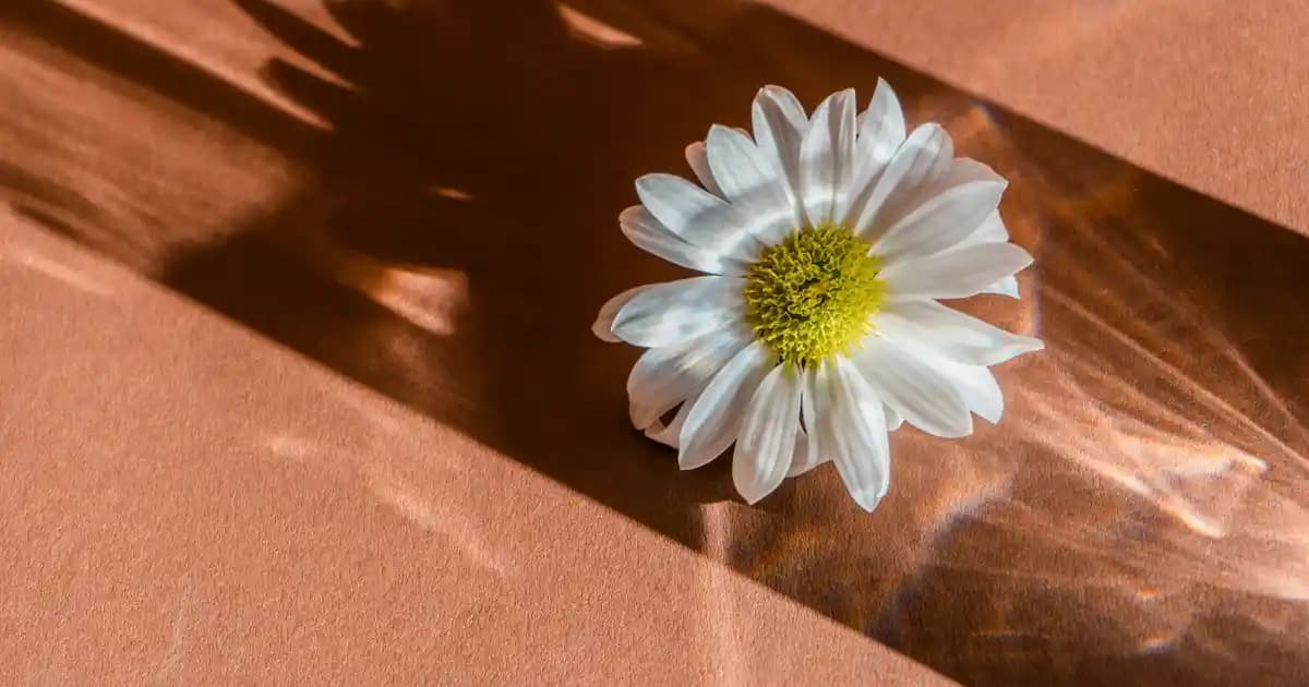 Braun Pro 5 Lazer Epilasyon Cihazı ile Evde Güvenli ve Kalıcı Tüy Azaltma Teknolojisi