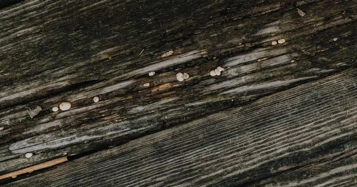 Elektrikli Makineler: Endüstride Sürdürülebilirlik ve Verimlilik İçin Güncel Çözümler