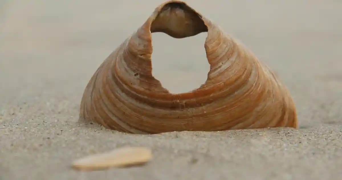 Homend Ütüleri: Teknolojik Özellikleri ve Kullanım Avantajları Hakkında Detaylı Rehber