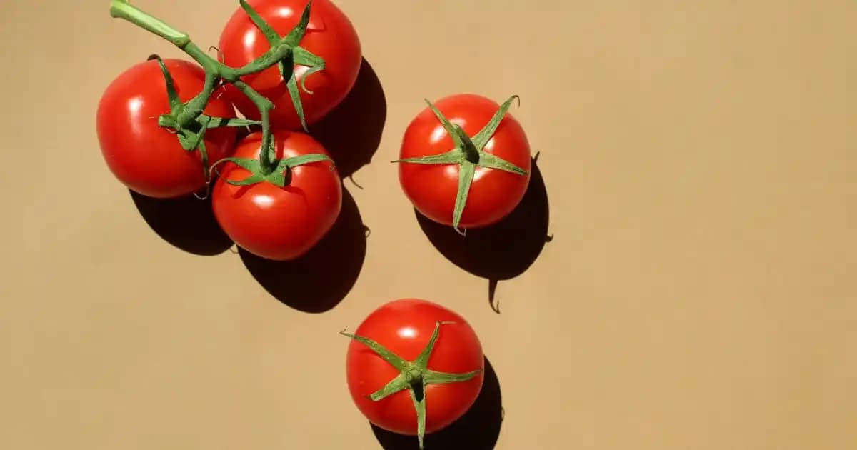 Ruijie Erişim Noktaları: Güncel Teknolojilerle Güçlü ve Güvenilir Kablosuz Ağ Çözümleri