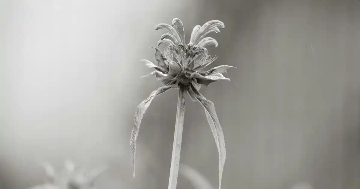 Samsung Akıllı Saat Modelleri ve Özellikleri: Gelişmiş Sağlık ve Tasarım Seçenekleri