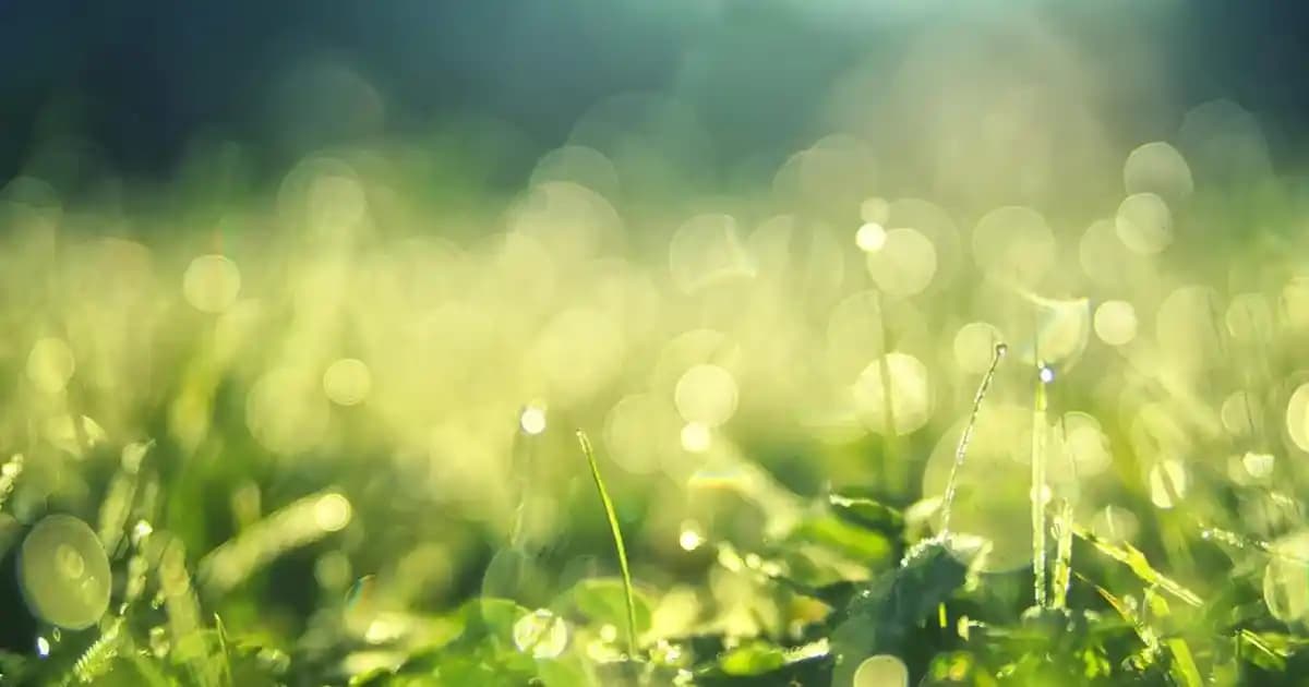 Wifisiz Robot Süpürgeler: Bağımsız ve Güvenli Temizlik Çözümleri